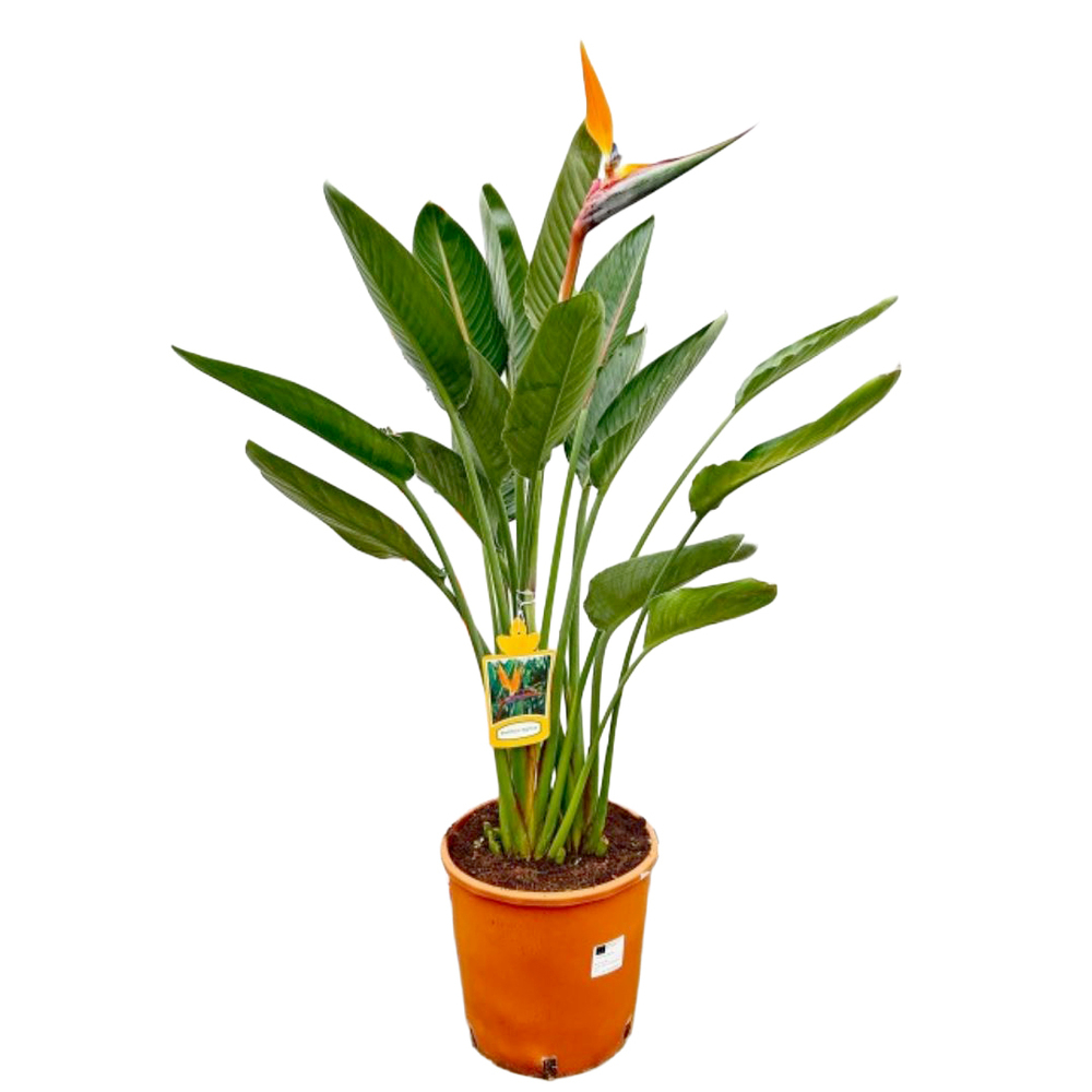 Strelitzia reginae