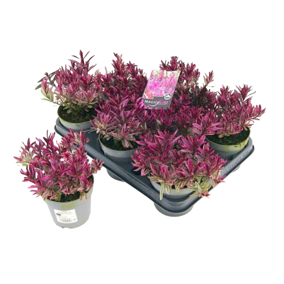 Hebe magicolors teenies