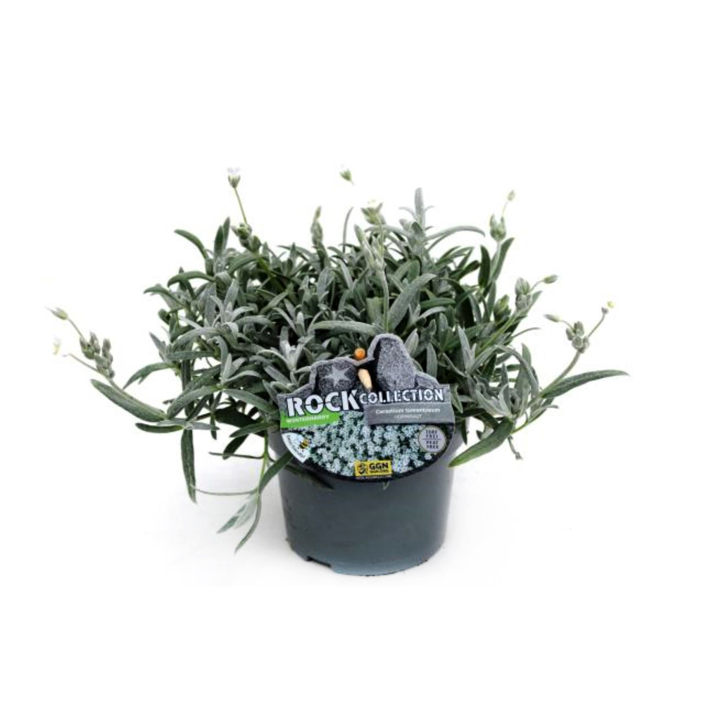 Cerastium tomentosum