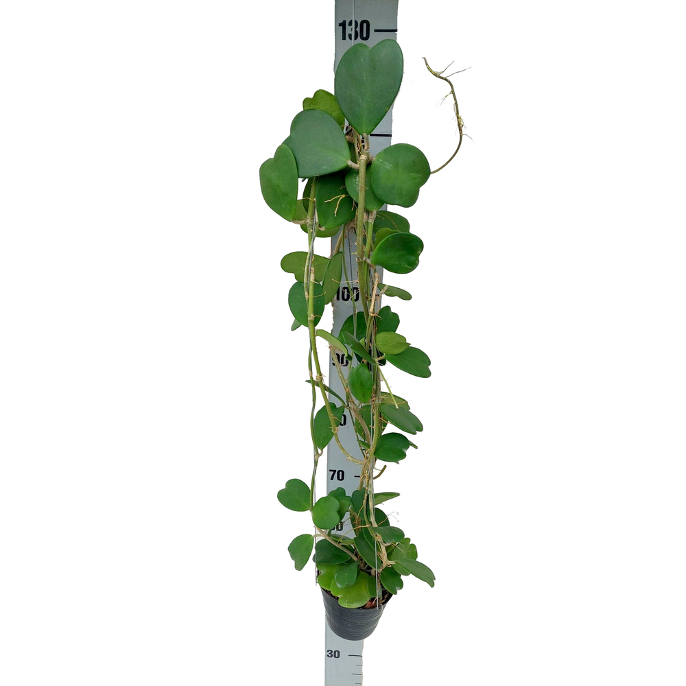 hoya kerrii grün