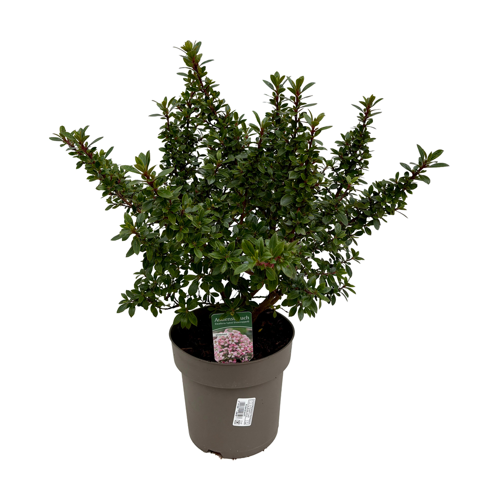 Escallonia showstopper