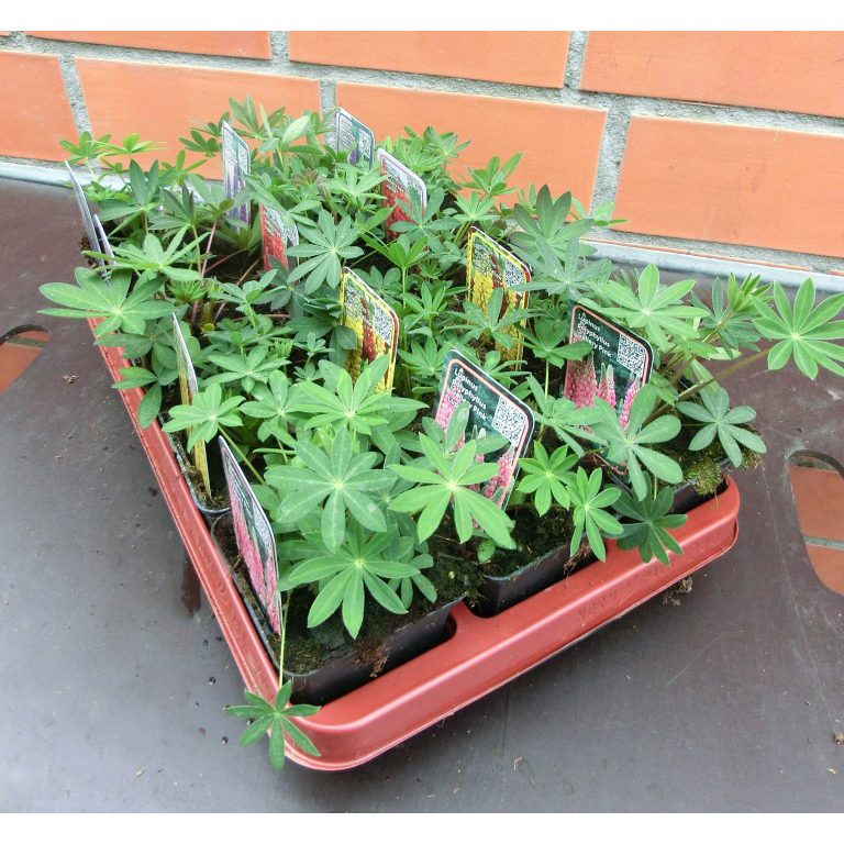 Lupinus polyphyllus gallery