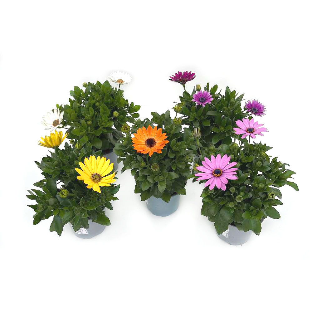 Osteospermum ecklonis