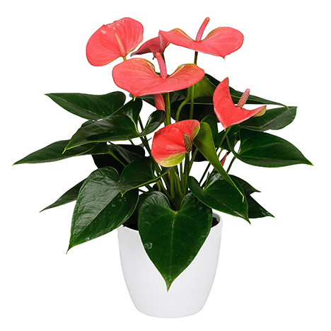 anthurium andreanum sweet dream