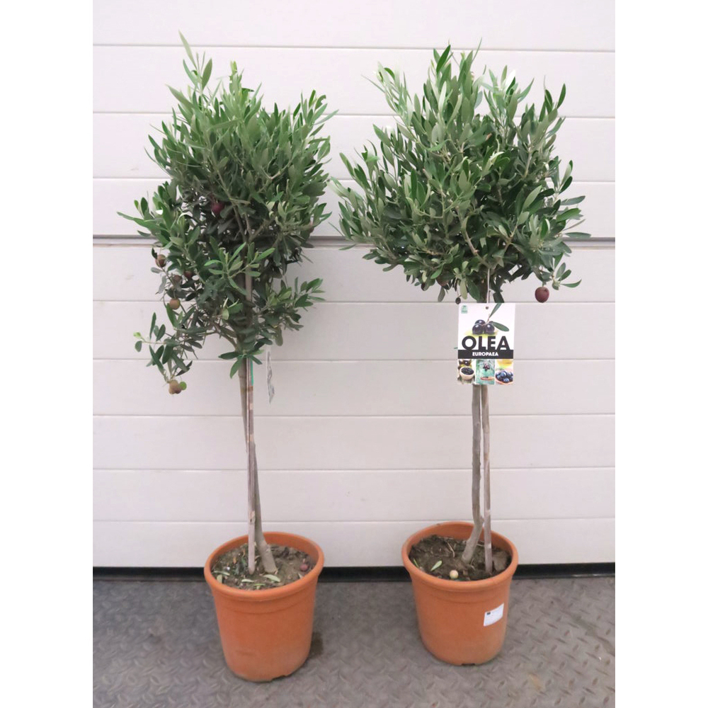 olea europaea
