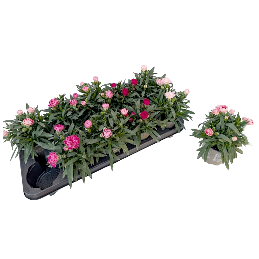 Dianthus caryophyllus sprint