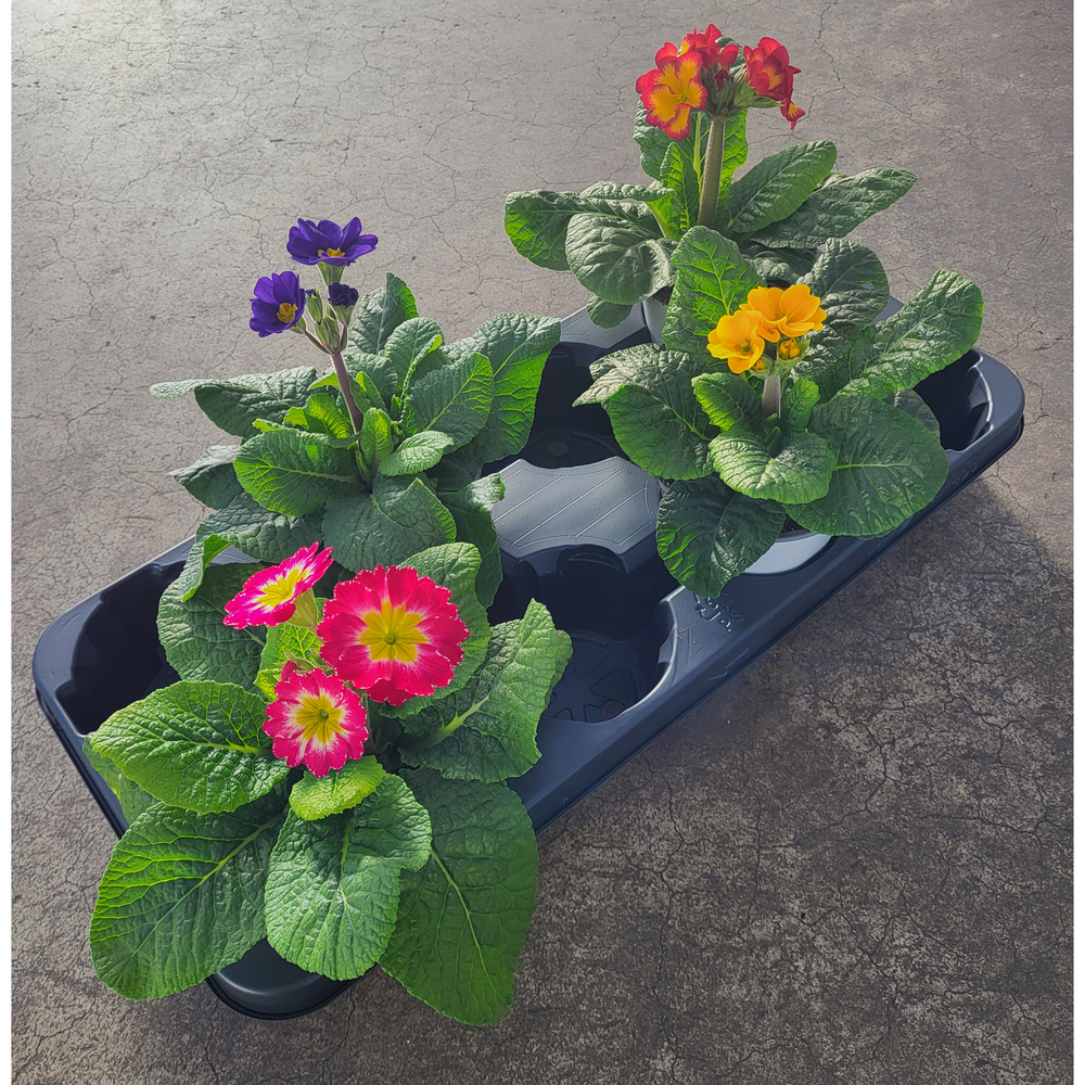 Primula elatior stiletto