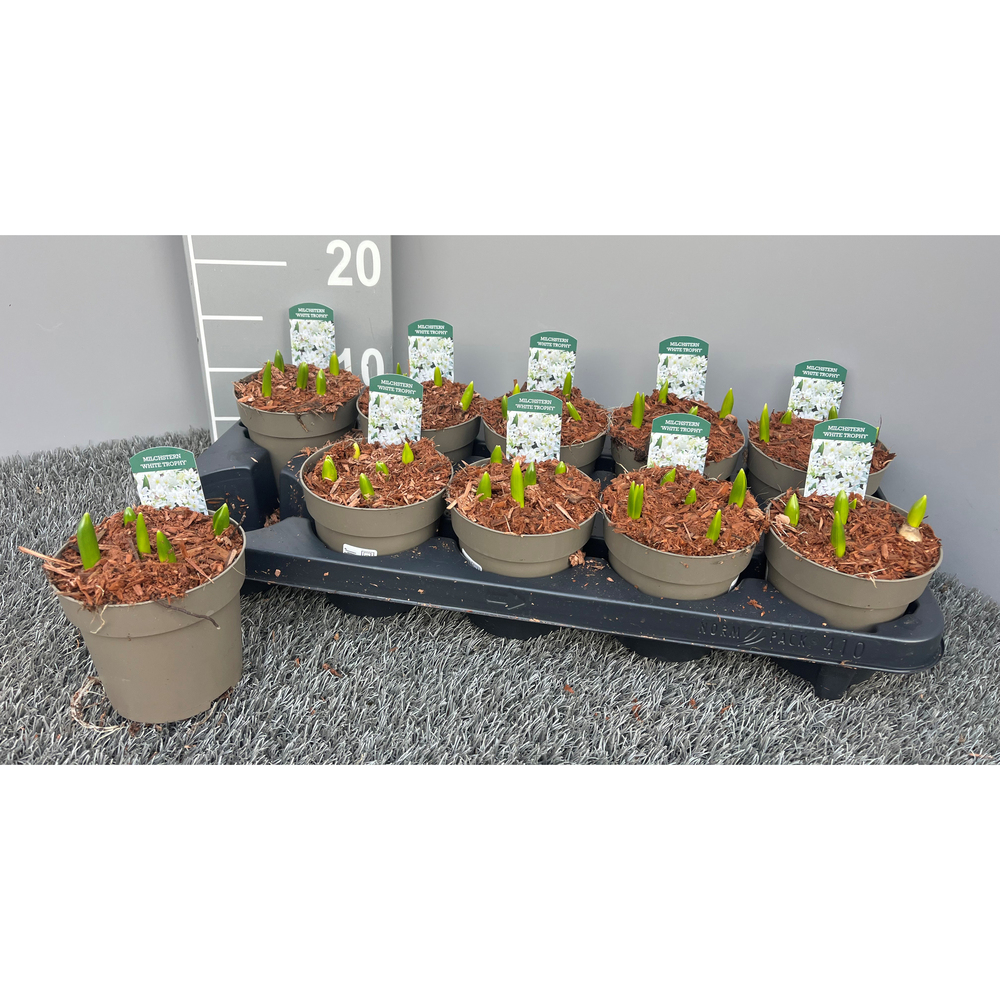 Ornithogalum white trophy