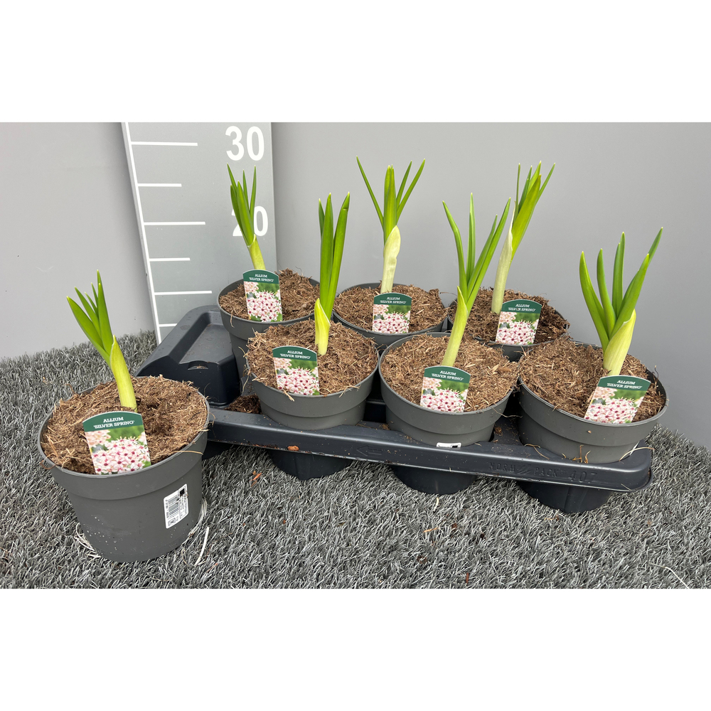 Allium silver spring