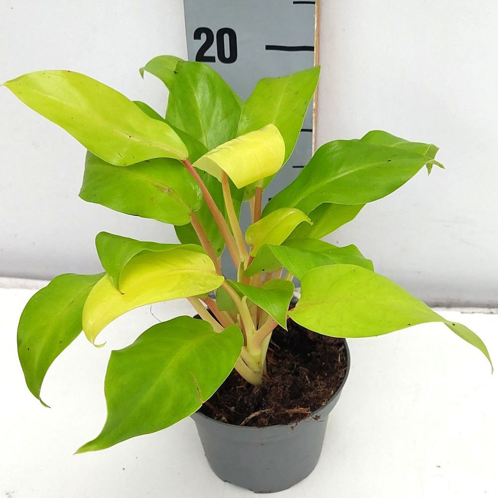 Philodendron malaya gold