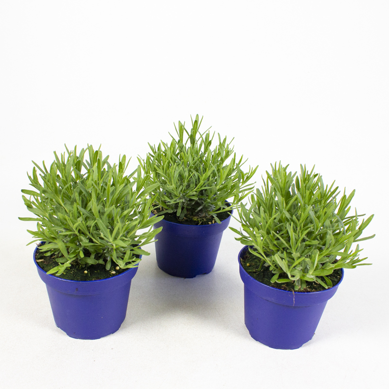 Lavandula angustifolia