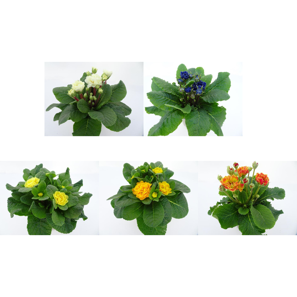 Primula vulgaris belarina