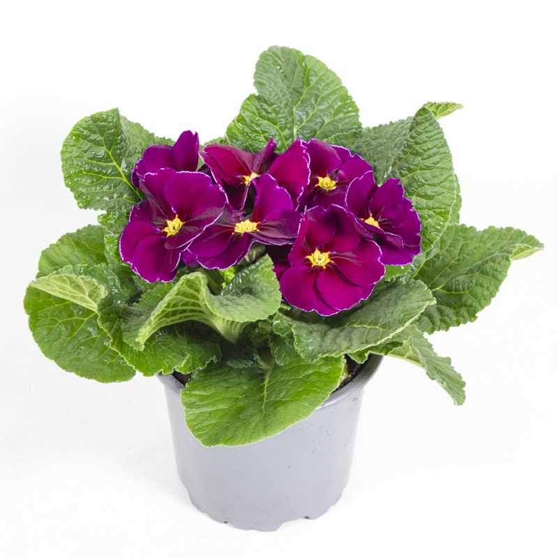 Primula acaulis frühlingssonne