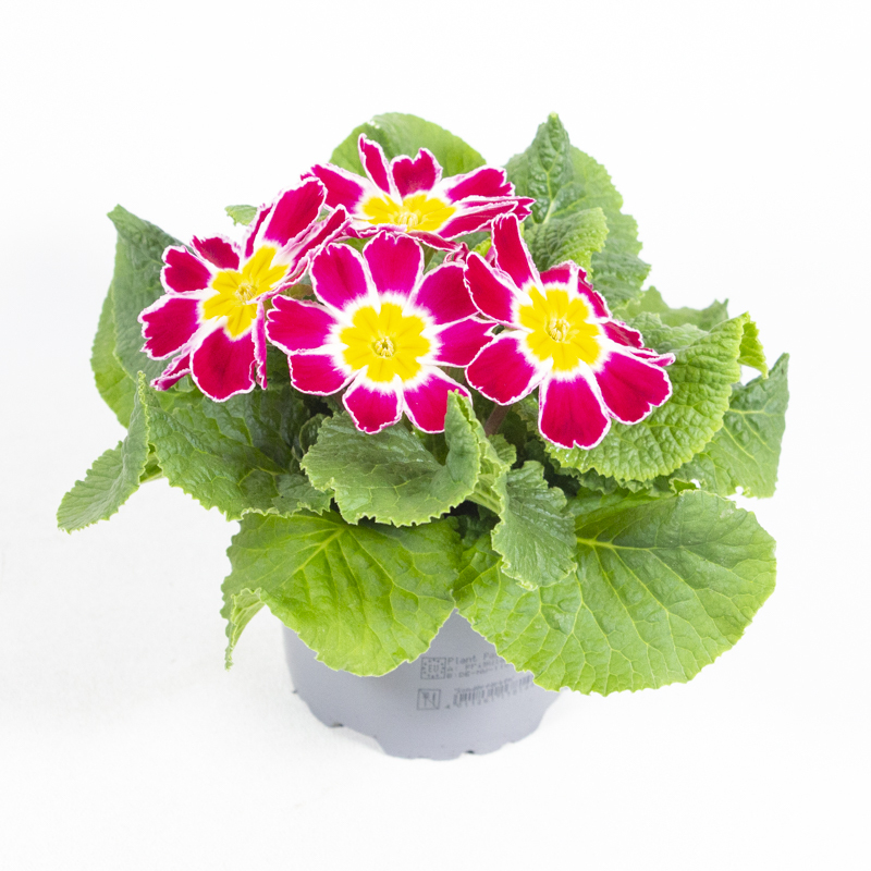 Primula acaulis star fever