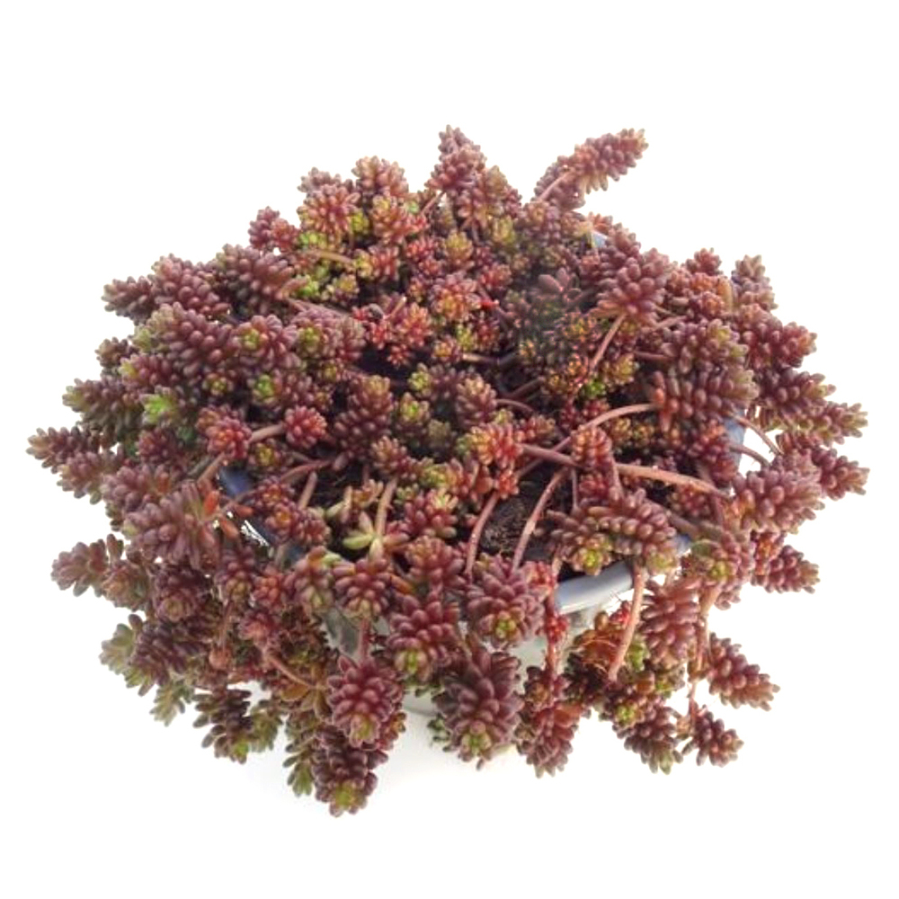 Sedum album coral carpet