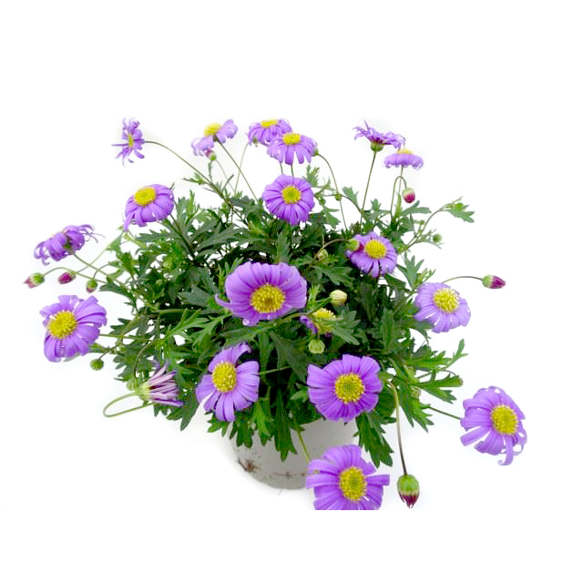 Brachyscome multifida brasco violet