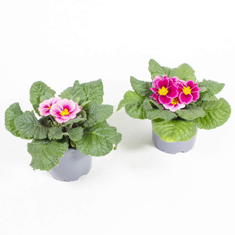 Primula acaulis apfelblüte