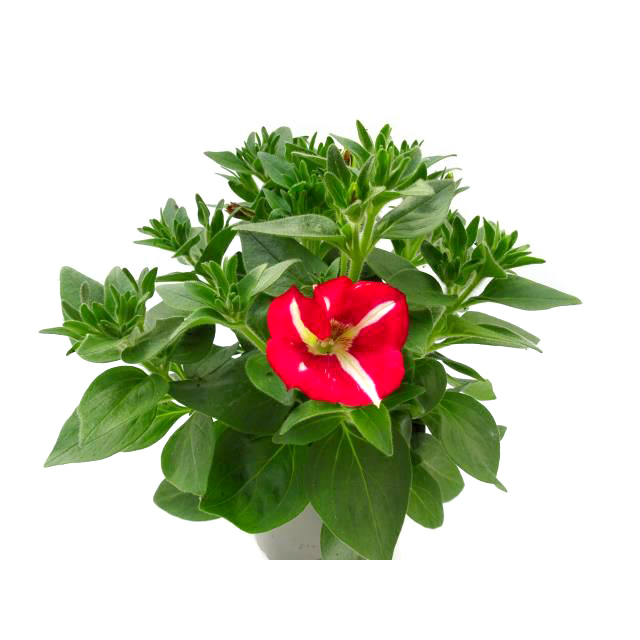 Petunia amore king of hearts