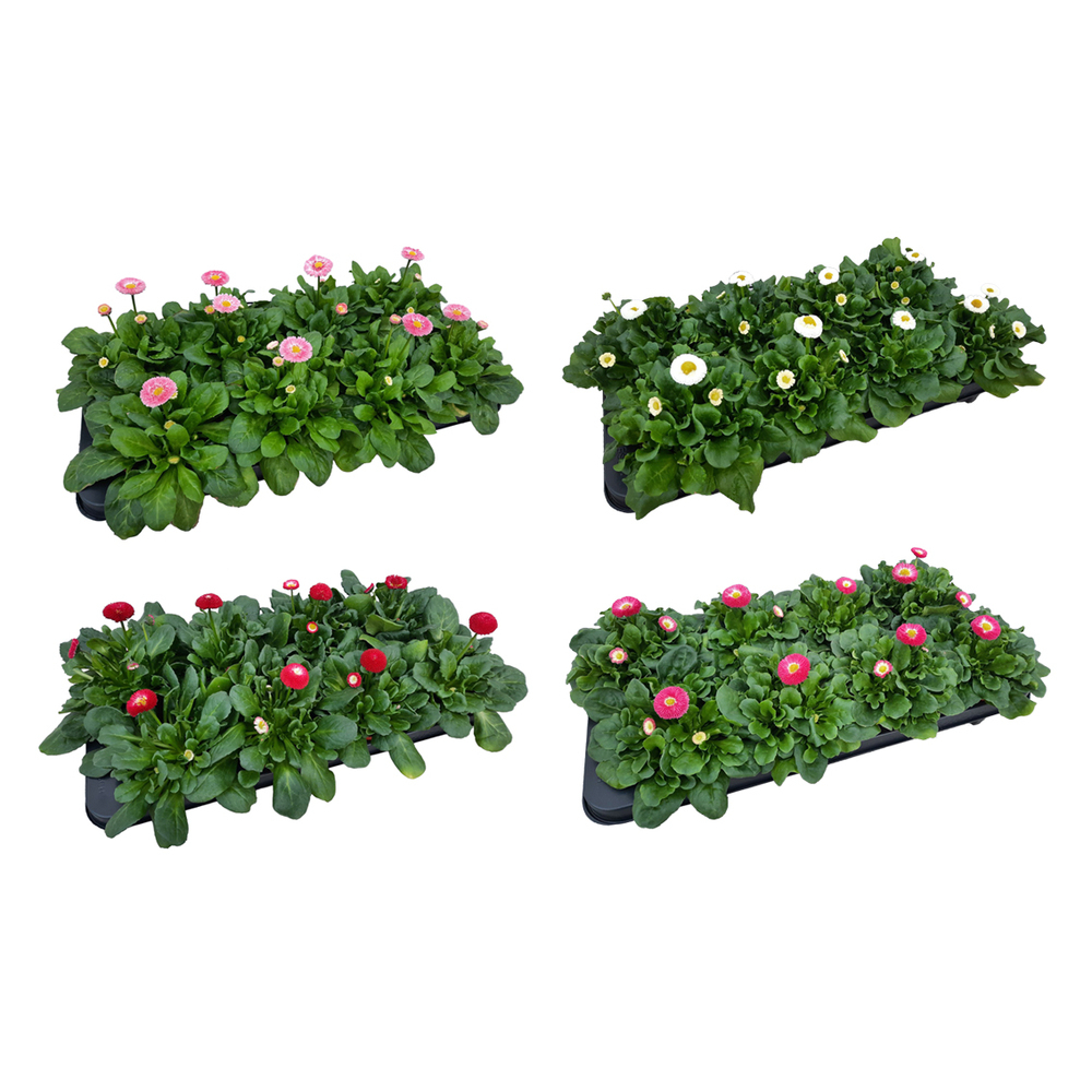 Bellis perennis gallaxy