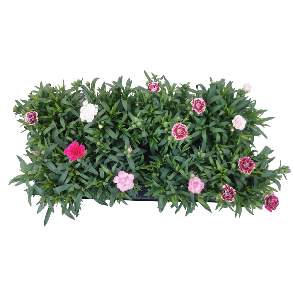 dianthus caryophyllus oscar