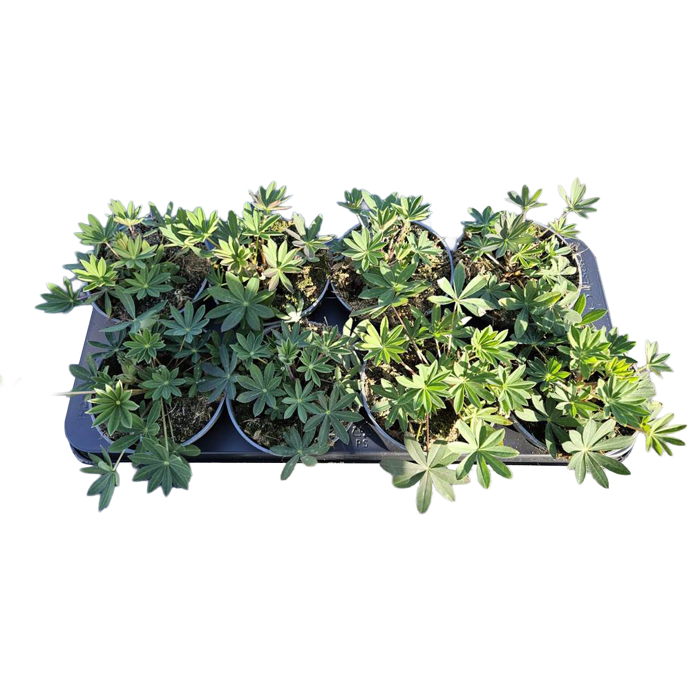 Lupinus polyphyllus pup up