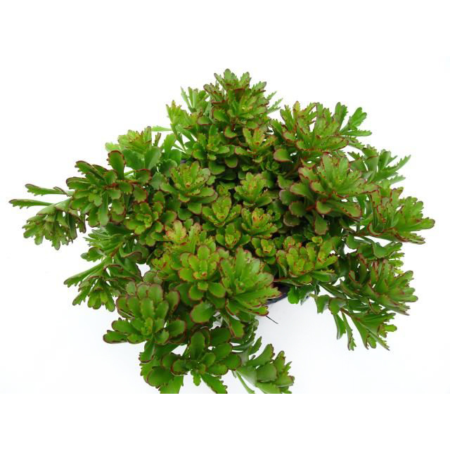 Sedum floriferum weihenstephaner gold