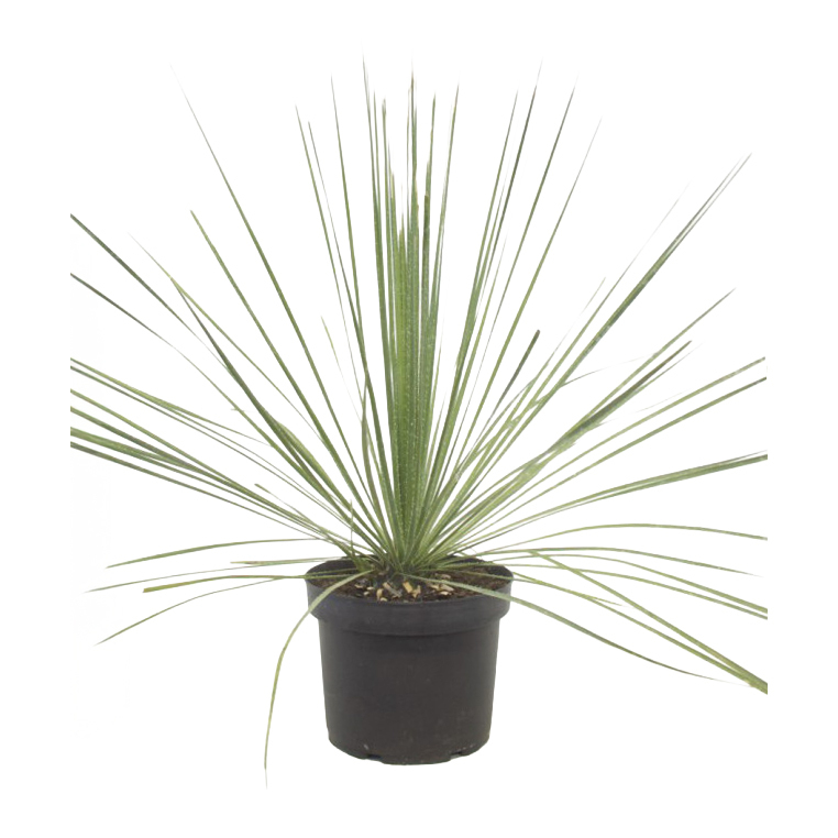 Dasylirion serratifolium