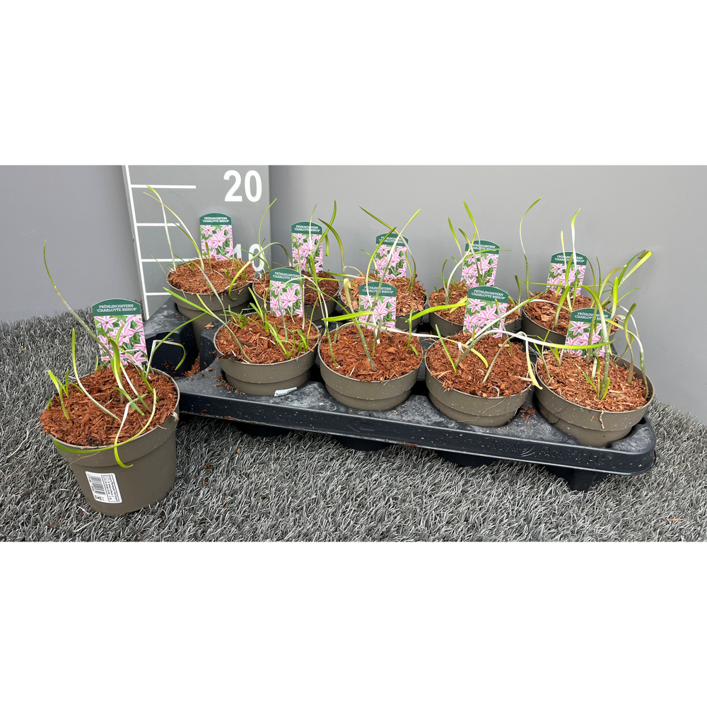 Ipheion charlotte bishop