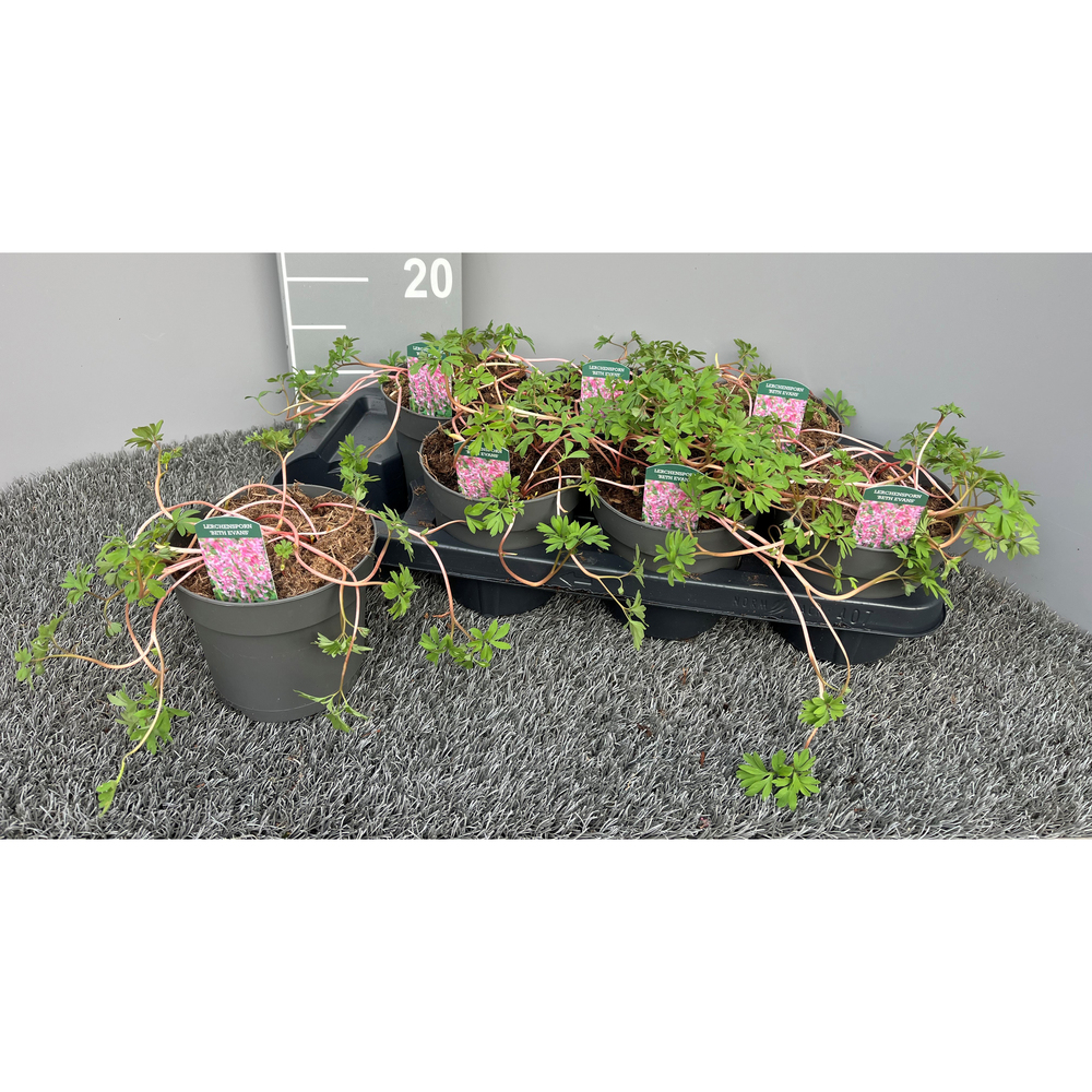 Corydalis solida beth evans