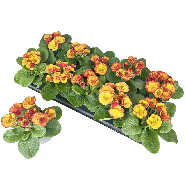 Primula acaulis sphinx flamenco