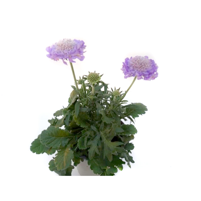 Scabiosa columbaria mariposa blue