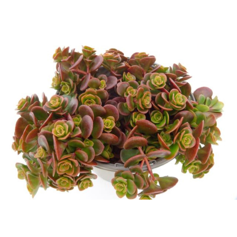Sedum tetractinum
