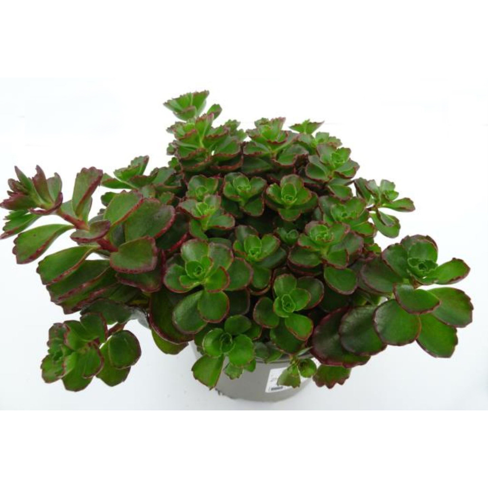 Sedum spurium dragon blood