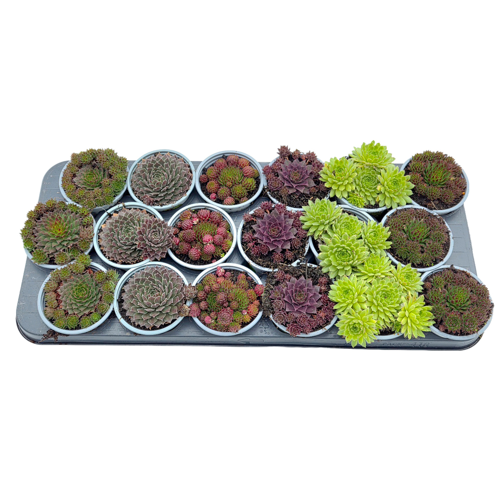 sempervivum