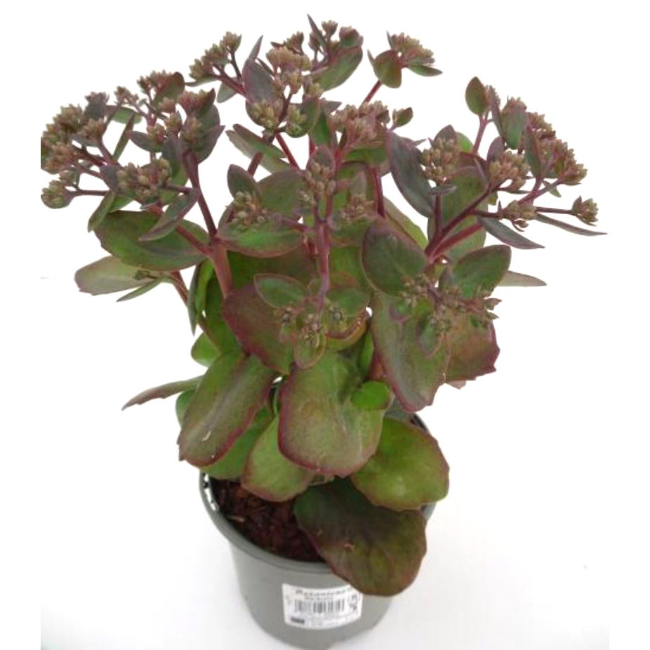 Sedum telephium matrona