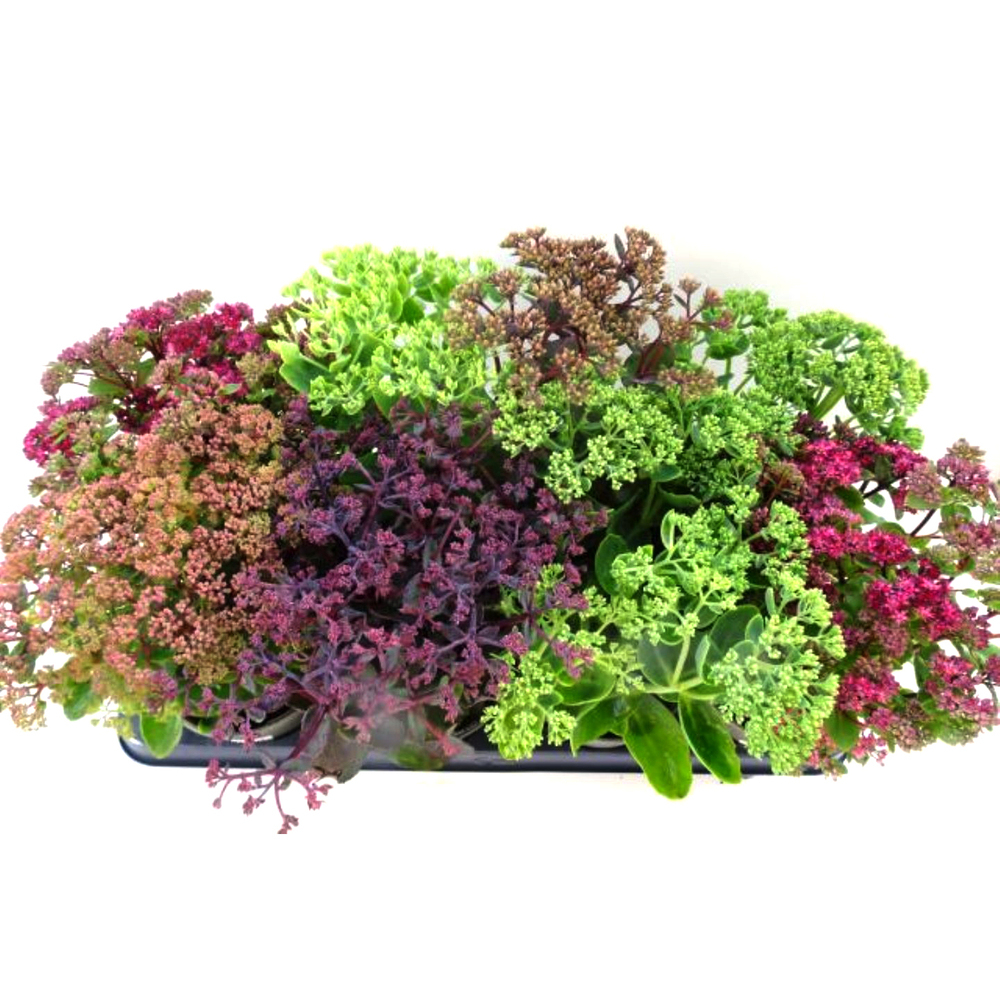 Sedum mix aufrecht