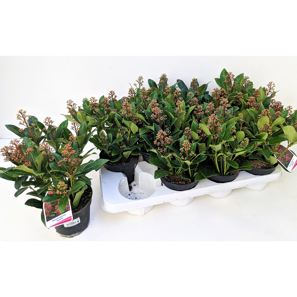 Skimmia japonica rubella
