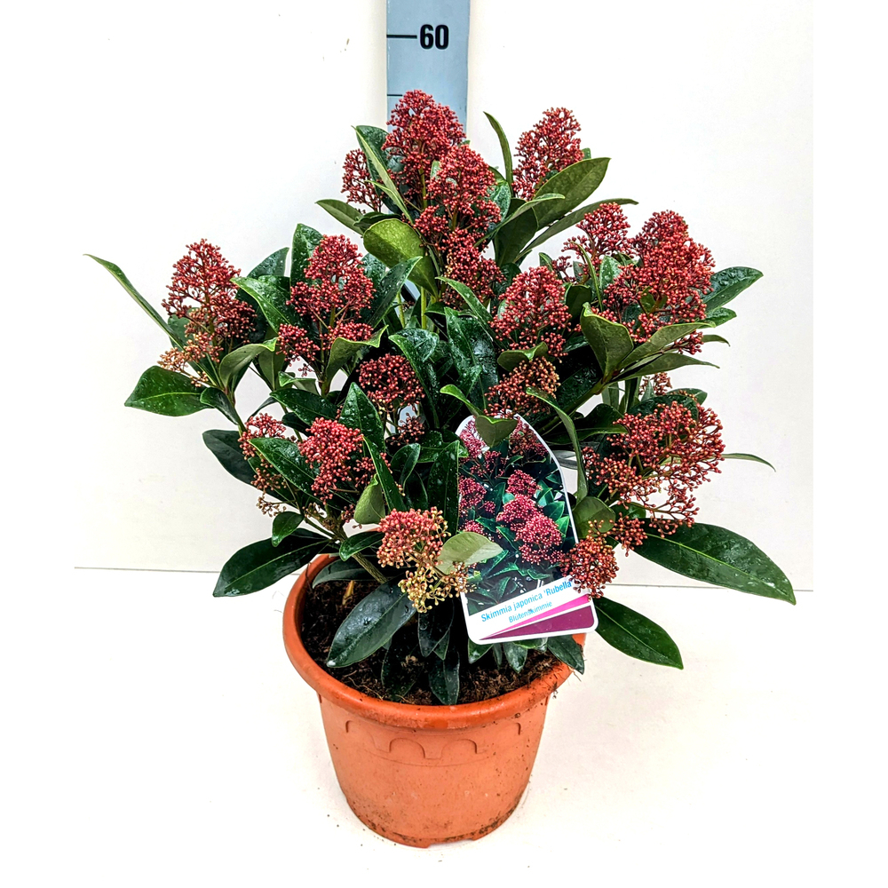 Skimmia japonica rubella