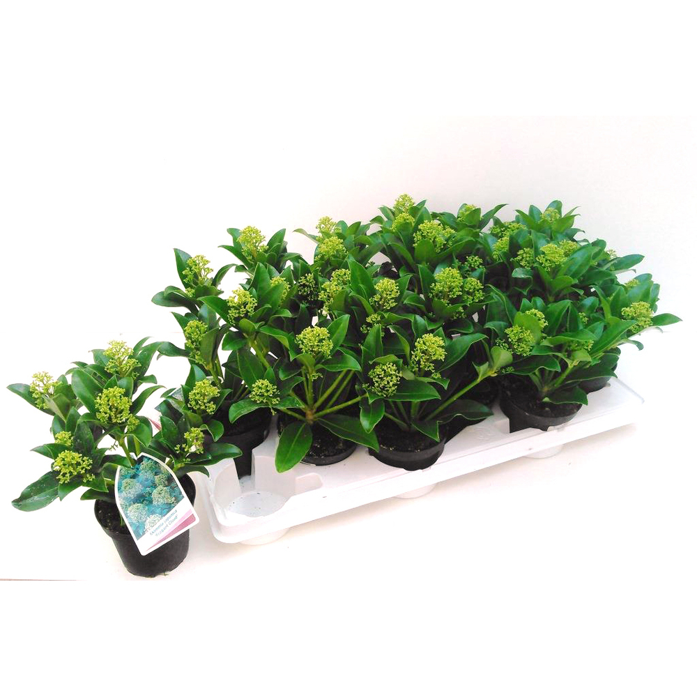Skimmia japonica fragant cloud