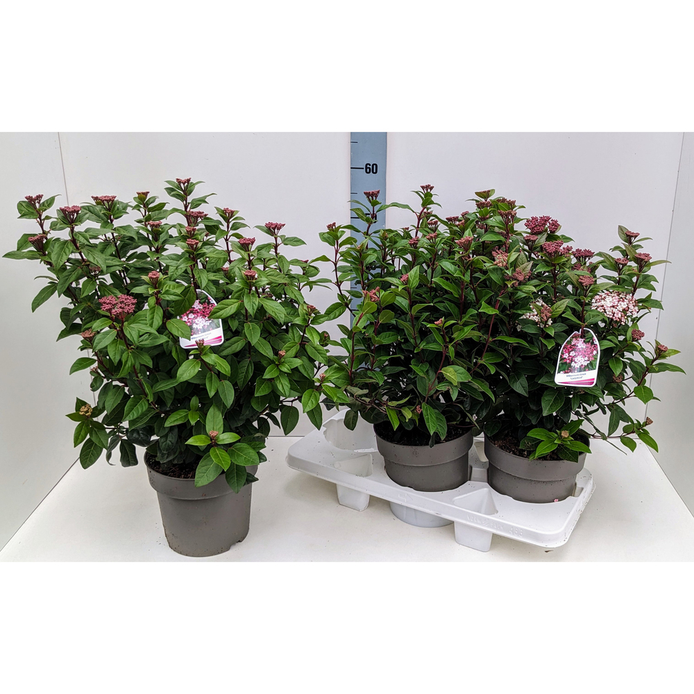 Viburnum tinus ladybird