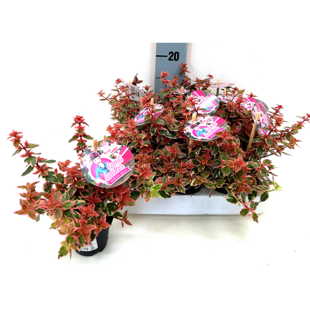 Abelia grandiflora pink lady