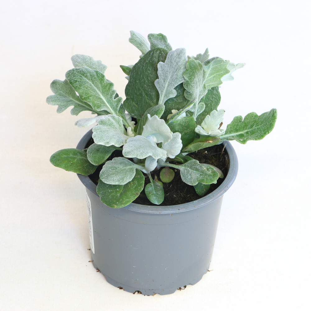 Senecio maritima