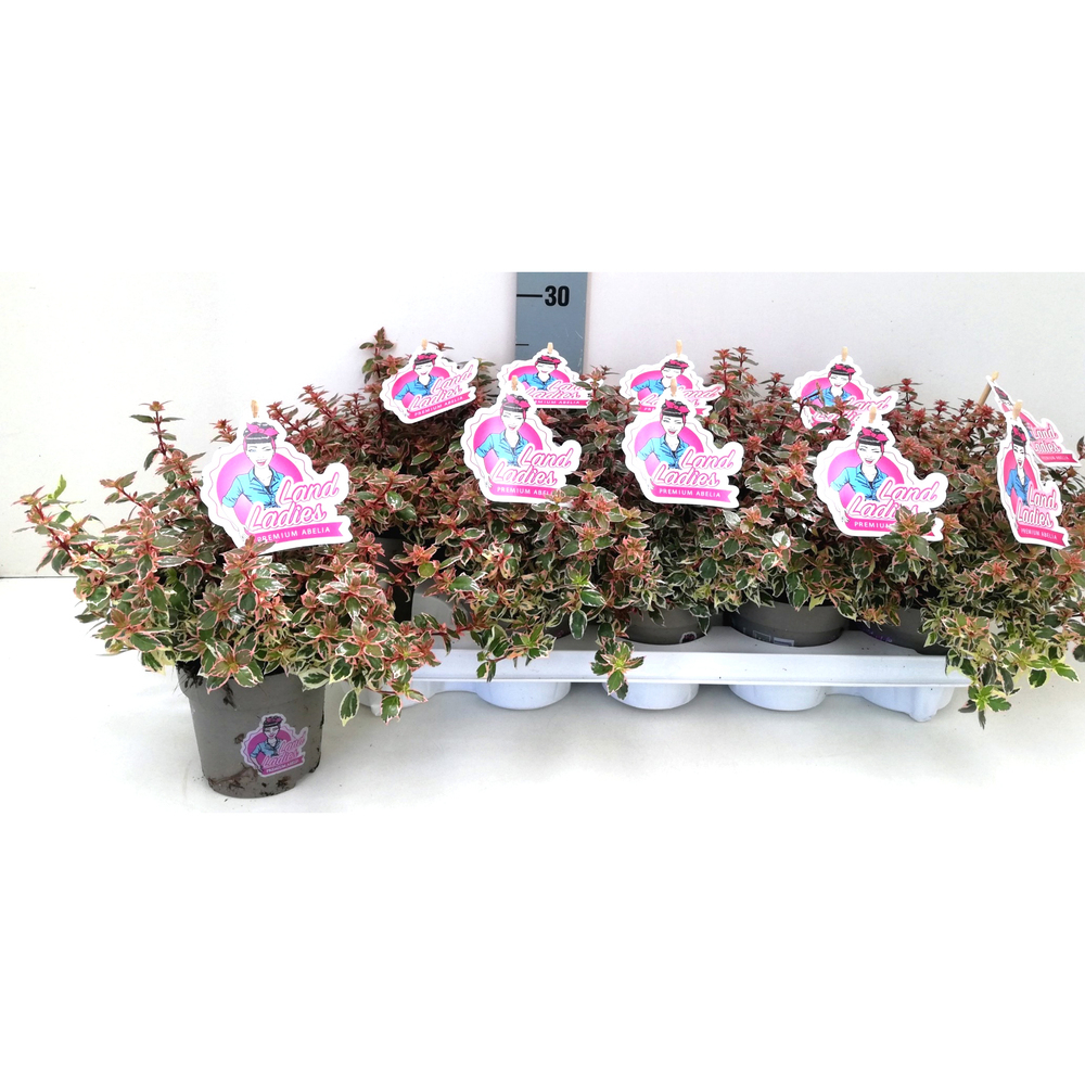 Abelia grandiflora pink lady