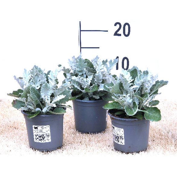Senecio maritima