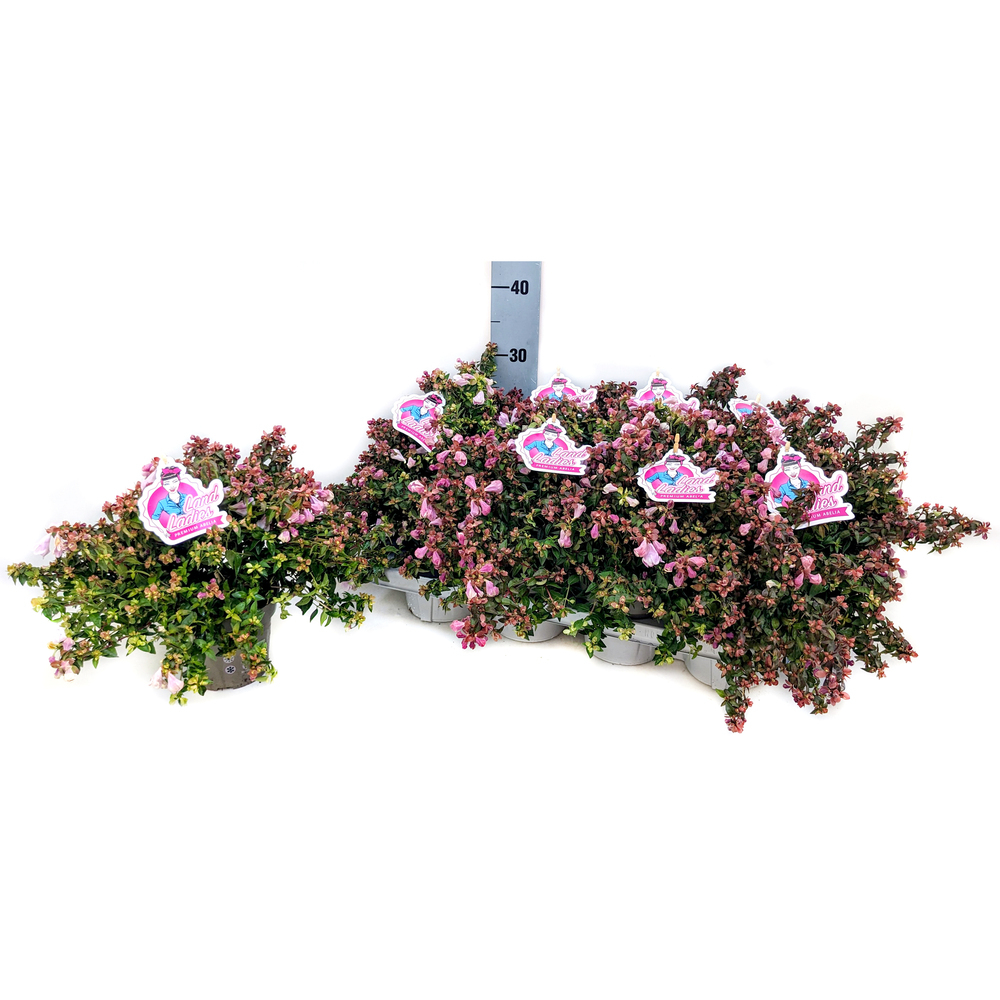 Abelia grandiflora lynn pinky bells