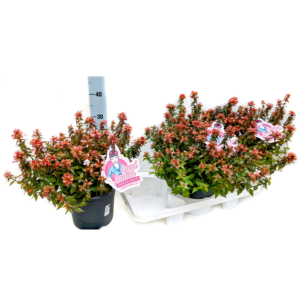 Abelia grandiflora little lady