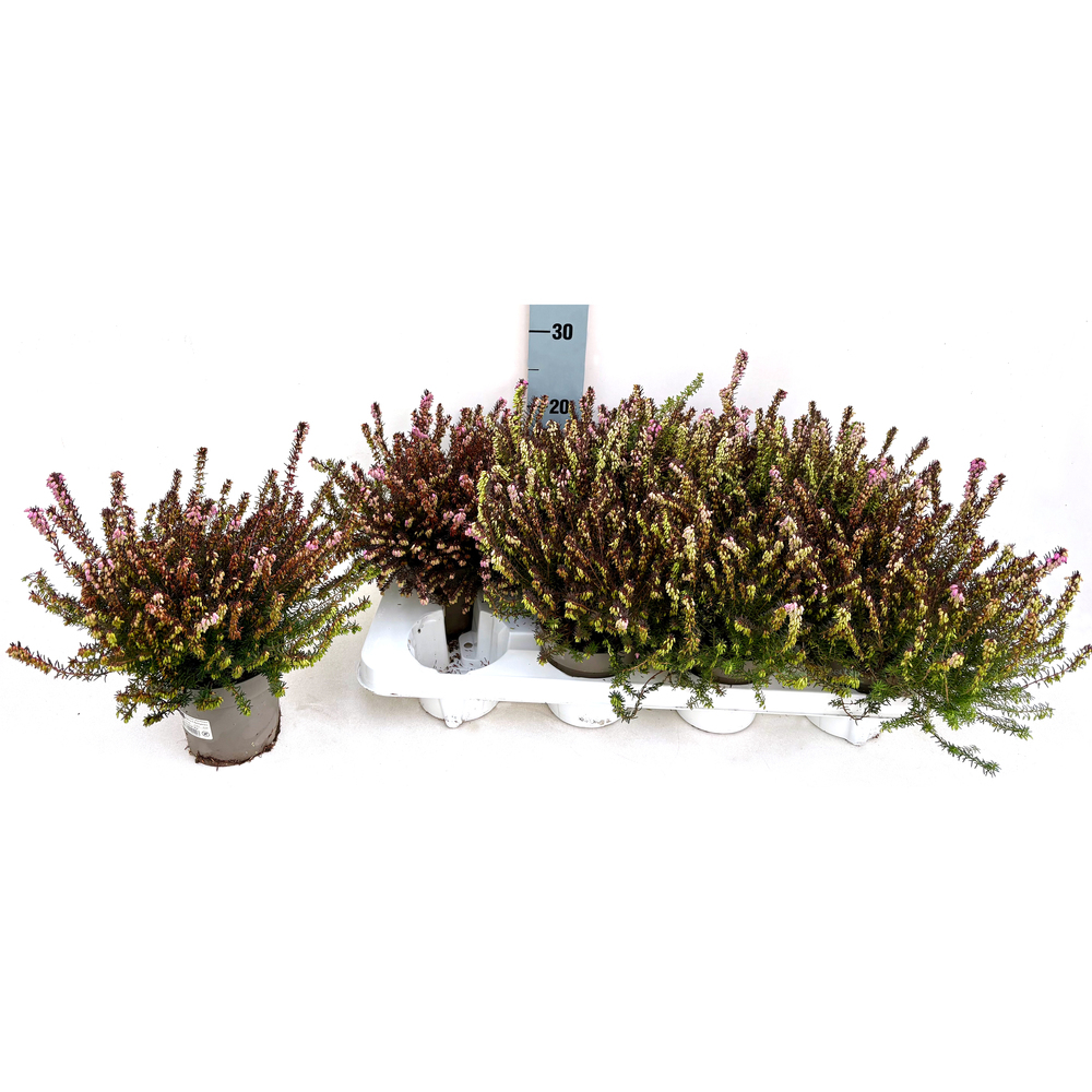 Erica darleyensis spring surprise