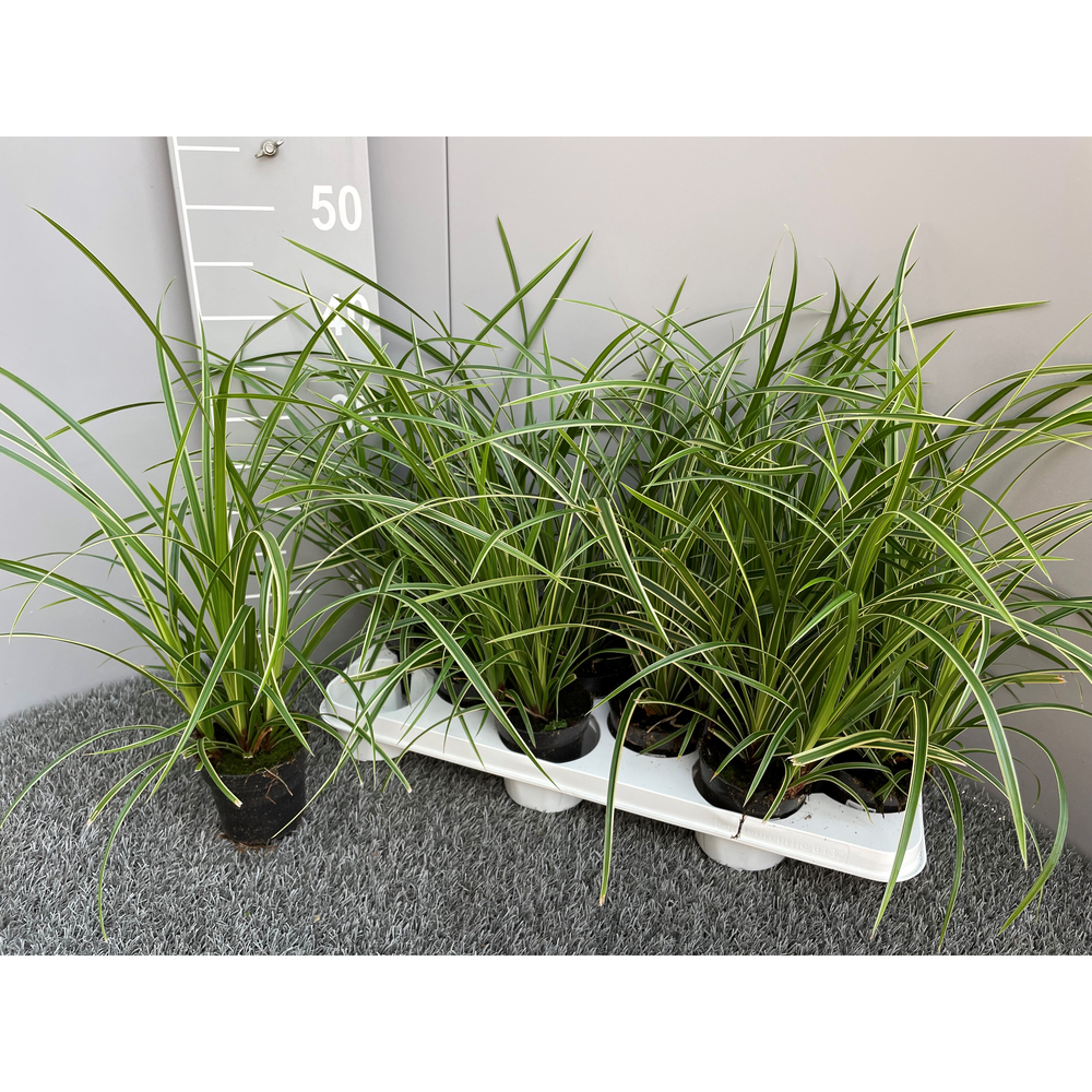Carex morrowii ice dance