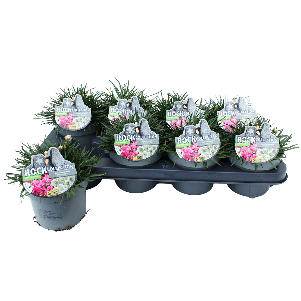 Armeria maritima twin