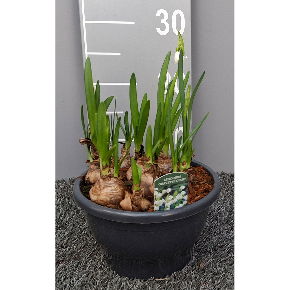 Leucojum aestivum gravetye giant